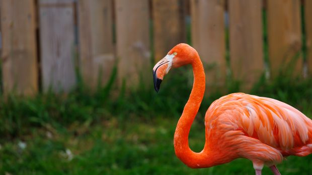 Slimbridge Wetland Centre Gloucestershire