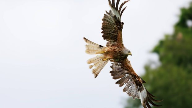 Gigrin farm red kite feeding centre