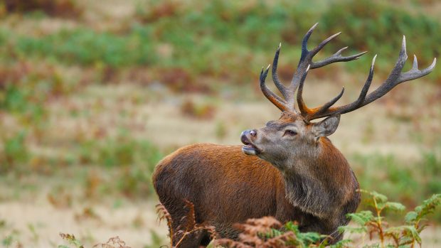 Bradgate Park Deer photography