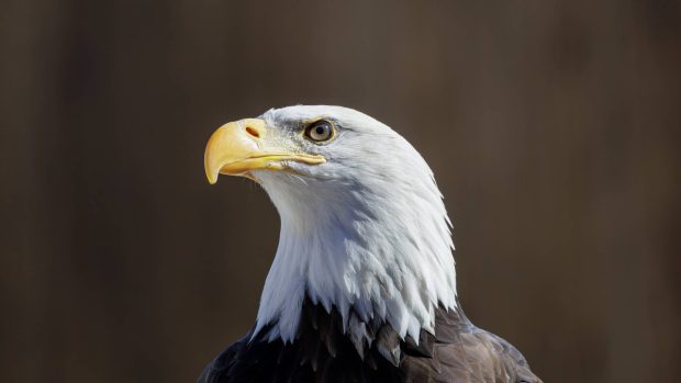 2025: A Year in the Wild & My animal calendar