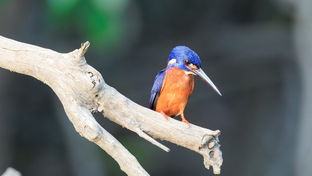 Reaching 100 Species: Building My Digital Library