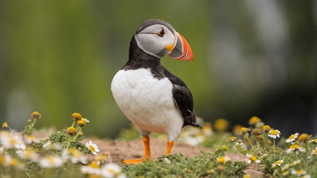Exploring Skomer Island: A Paradise for Wildlife and Puffins